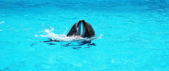 海豚玩清晰的Azure池水