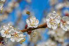 蜜蜂授粉年轻的树花花园蜜蜂收集
