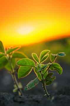 大豆植物日落