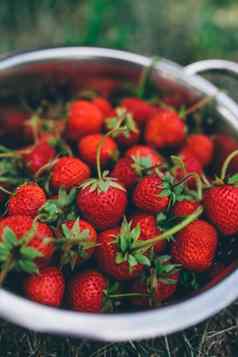 碗新鲜选国产有机草莓