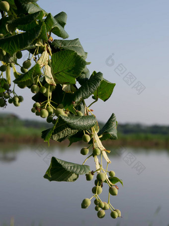 蒂利亚<strong>文明</strong>蒂利亚<strong>文明</strong>水果