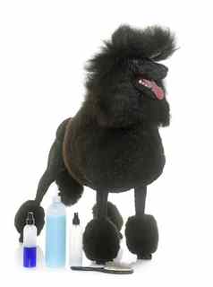 标准黑色的贵宾犬洗发水