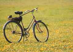 复古的自行车站夏天开花场阳光明媚的一天