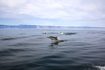 海豚湾天使低加州