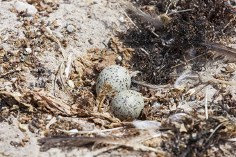 海鸥的鸡蛋巢