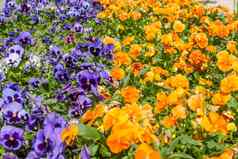 色彩斑斓的花地毯公园三色紫罗兰