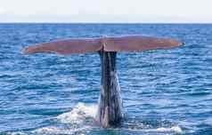 尾巴精子鲸鱼潜水