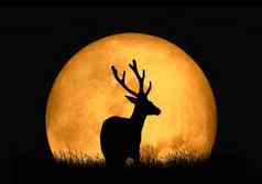 轮廓鹿背景红色的月亮