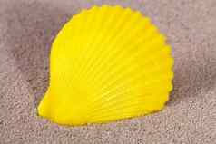 黄色的海壳牌软体动物说谎沙子
