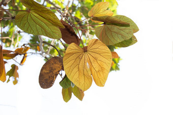 黄金叶<strong>紫荆花</strong>金黄色葡萄球菌拉森