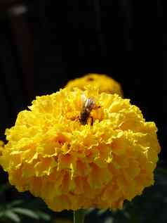 特写镜头照片蜂蜜蜜蜂收集花蜜传播花粉