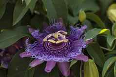 紫色的激情花西番莲caerulea