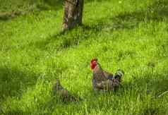 斑驳的公鸡绿色草地