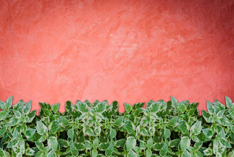 绿色植物手工制作的有创意的红色的墙背景
