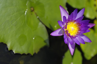 紫罗兰色的莉莉池塘明亮的阳光明媚的一天紫罗兰色的莲花花