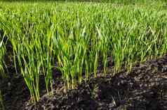 年轻的小麦幼苗日益增长的土壤