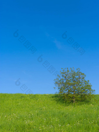 草地单树
