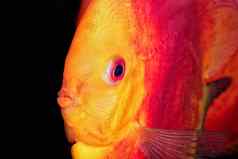不错的肖像红橙色铁饼鱼