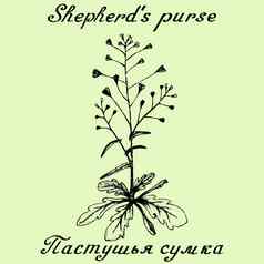 牧羊人的钱包手画草图植物插图