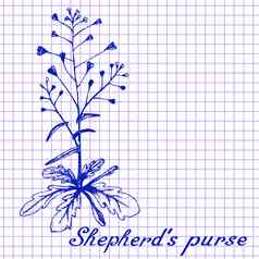 牧羊人的钱包植物画锻炼书背景