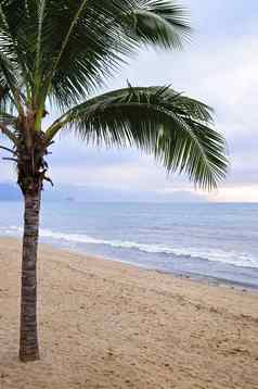 棕榈树海滩波多黎各墨西哥墨西哥
