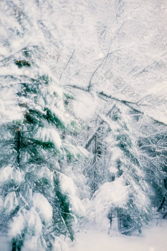 浪漫的冬天降雪森林