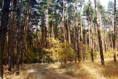 秋天风景色彩斑斓的森林太阳照明