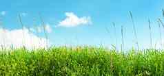 草地绿色草蓝色的天空