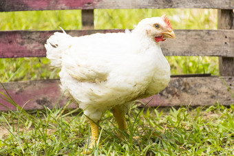 鸡烤焙用具鸡动物福利农场变焦