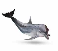 完整的身体海dolphine孤立的白色背景