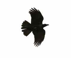 黑色的鸟乌鸦飞行中期空气显示细节翼羽毛