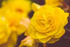 焦点玫瑰花马特黑暗色调黄色的