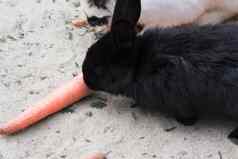 黑色的兔子胡萝卜