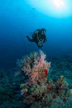 潜水员珊瑚生活潜水苏丹苏丹红色的海Safari