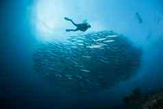潜水员珊瑚生活潜水苏丹苏丹红色的海Safari