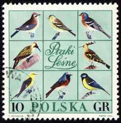 森林鸟帖子邮票