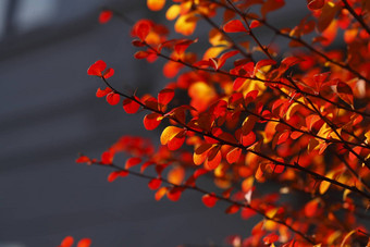 红色的彩色的秋天的落叶