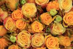 混合黄色的新娘玫瑰