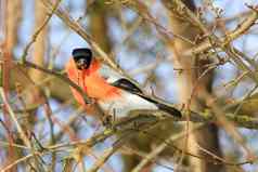 美丽的小鸟常见的红腹灰雀冬天