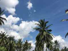 蓝色的天空云棕榈树热带风景