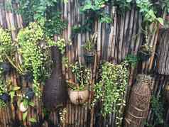 墙竹子栅栏热带植物挂后院
