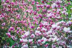 粉红色的开花木兰树春天花园