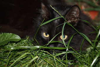 可爱的长头发的黑色的猫长草