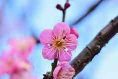 宏纹理粉红色的日本李子花朵模糊背景
