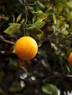 成熟的橙子挂树
