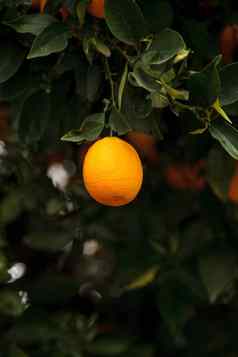 成熟的橙子挂树