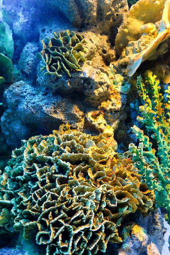 色彩斑斓的珊瑚礁