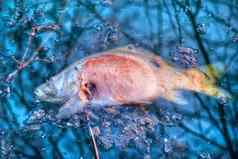死鲤鱼衰变表面被污染的水