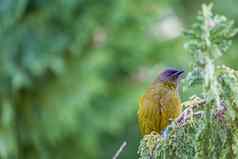 受欢迎的新西兰鸟自然森林