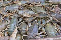 小龙虾癌症煮熟的螃蟹食物